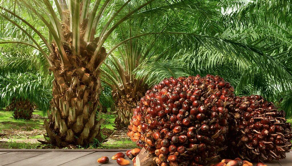 Oil Palm Plantation.