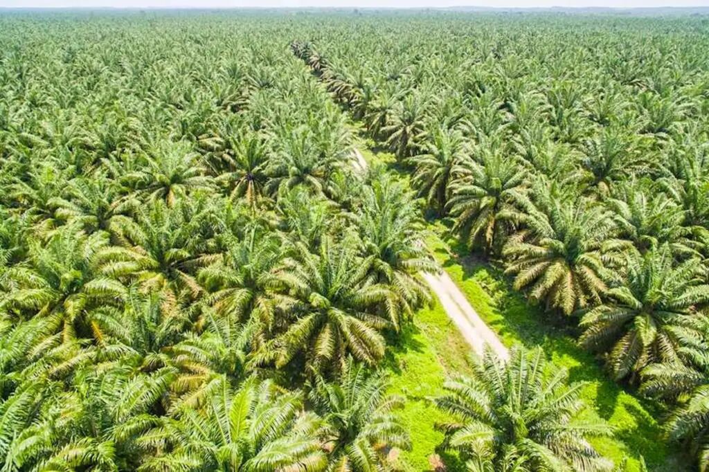 Oil Palm Plantation