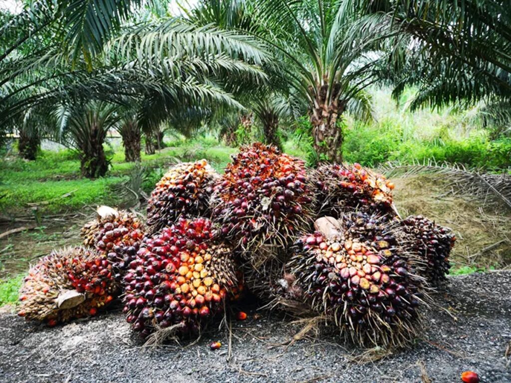 Oil Palm Plantation